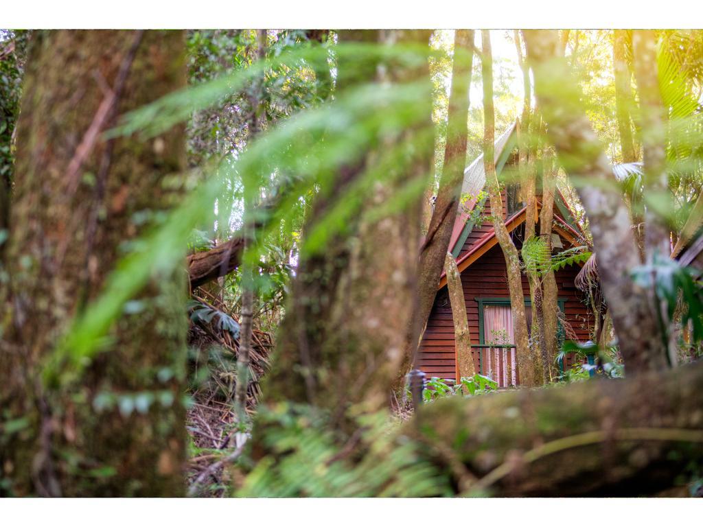 The Mouses House Rainforest Retreat Springbrook Esterno foto